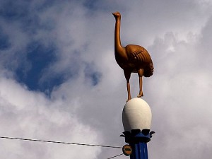 Ostrich Standing Out from Crowd